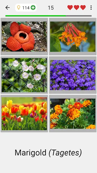 Flowers Quiz - Identify Plants [МОД Premium] APK Android Screenshot 2