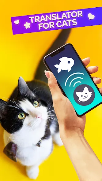 Cat Translator Pet Talk Meow [МОД Много денег] APK Android Screenshot 1