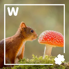 7000 words (семь тысяч) [МОД Mega Pack] APK Android