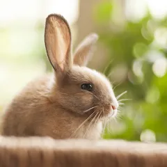 1 picture and a few words [МОД Premium] APK Android