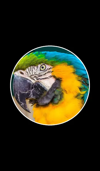 Word Rings 2 [МОД Много денег] APK Android Screenshot 2
