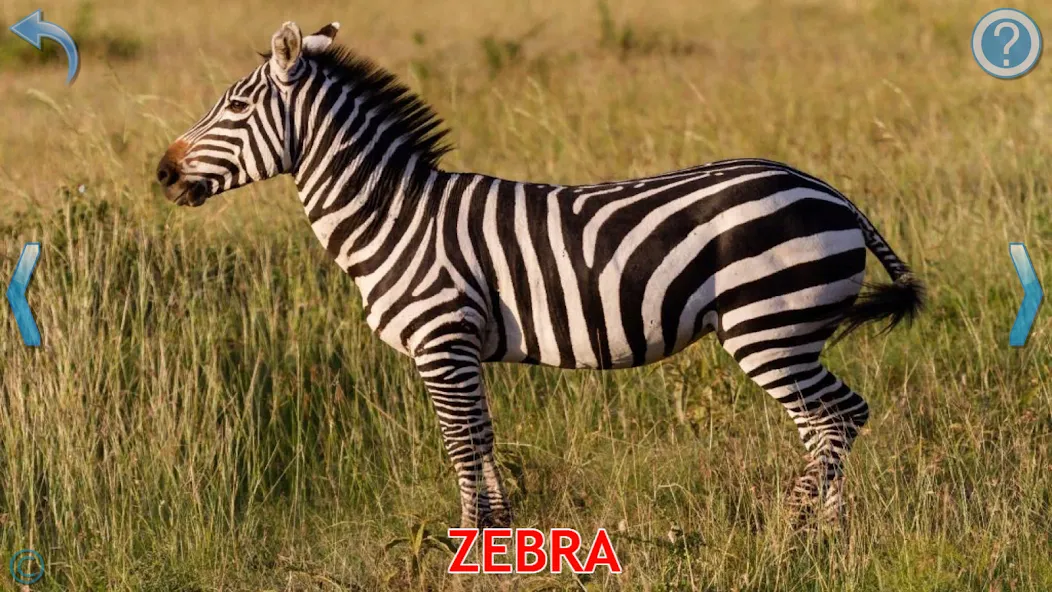 Animals for Kids [МОД Меню] APK Android Screenshot 3