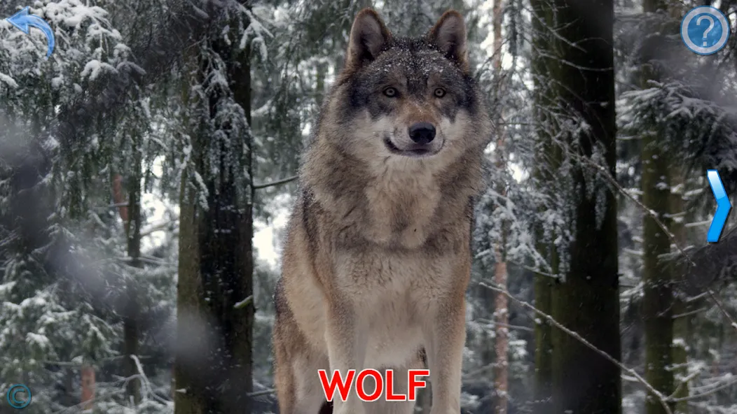 Animals for Kids [МОД Меню] APK Android Screenshot 4